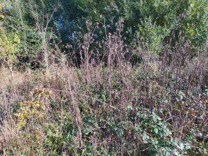 A dense thicket of dry, tall grass and plants with some green foliage and trees in the background. The scenery appears wild and overgrown, indicative of a natural, untended area, possibly a meadow or forest edge where land at Bones Lane was sold by auction at Palace Auctions. The sun illuminates parts of the vegetation.