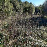 A dense thicket of various overgrown plants and shrubs in a meadow with trees in the background under a clear blue sky. The area appears to be wild and untamed, showcasing a variety of textures and shades of green, much like the land at Bones Lane sold by auction at Palace Auctions.