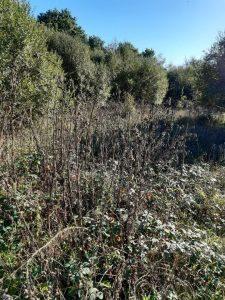 A dense thicket of various overgrown plants and shrubs in a meadow with trees in the background under a clear blue sky. The area appears to be wild and untamed, showcasing a variety of textures and shades of green, much like the land at Bones Lane sold by auction at Palace Auctions.