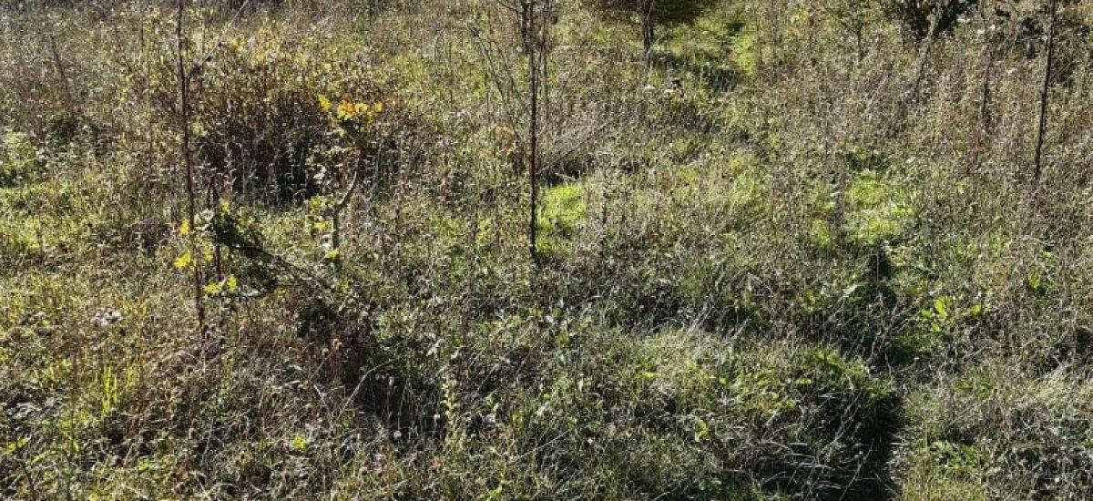 A sunlit, overgrown field with small trees and shrubs scattered throughout. A narrow, barely visible path winds through the tall grass. Dense greenery is visible in the background under a partly clear sky—a hidden gem like the land at Bones Lane sold by auction at Palace Auctions.