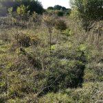 A sunlit, overgrown field with small trees and shrubs scattered throughout. A narrow, barely visible path winds through the tall grass. Dense greenery is visible in the background under a partly clear sky—a hidden gem like the land at Bones Lane sold by auction at Palace Auctions.