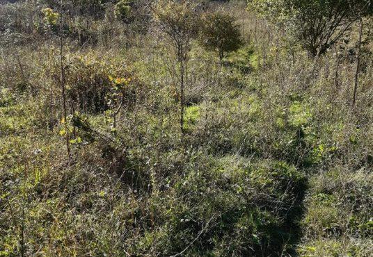 A sunlit, overgrown field with small trees and shrubs scattered throughout. A narrow, barely visible path winds through the tall grass. Dense greenery is visible in the background under a partly clear sky—a hidden gem like the land at Bones Lane sold by auction at Palace Auctions.