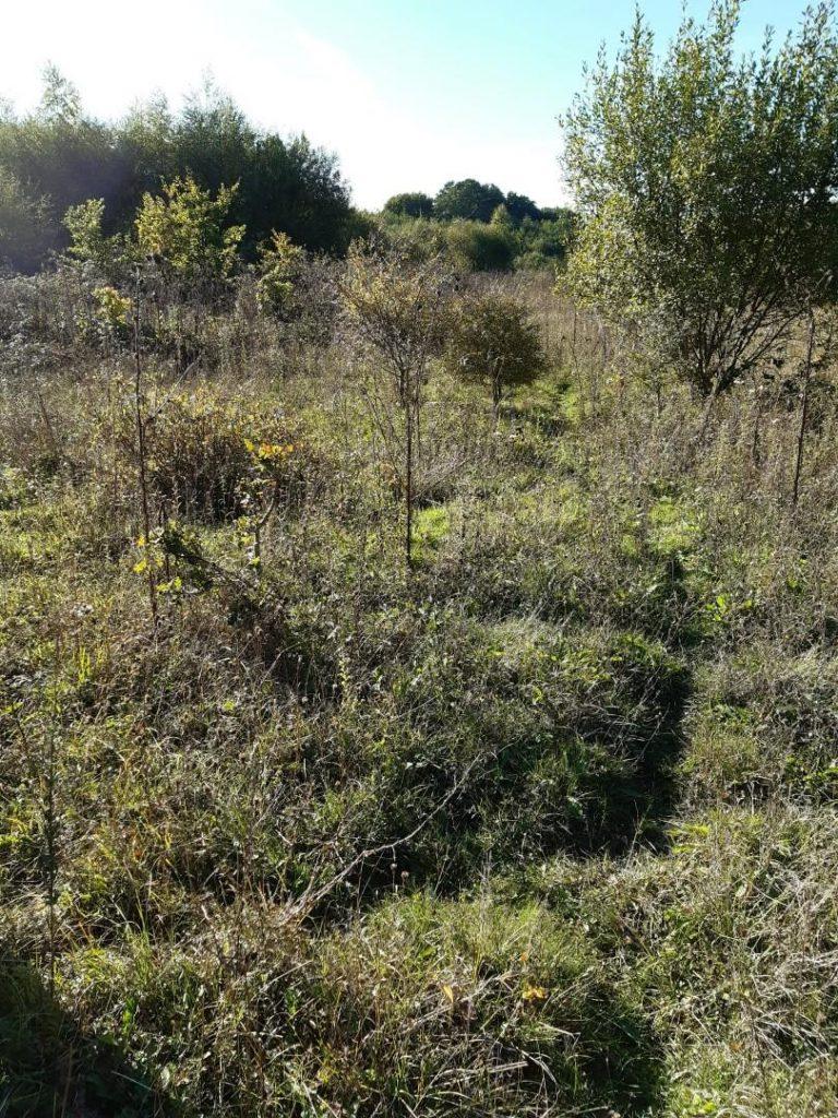 A sunlit, overgrown field with small trees and shrubs scattered throughout. A narrow, barely visible path winds through the tall grass. Dense greenery is visible in the background under a partly clear sky—a hidden gem like the land at Bones Lane sold by auction at Palace Auctions.