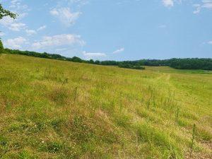 A scenic view of a vast, grassy meadow under a bright blue sky with scattered clouds, located at Plot 235 Down Lane in Guildford. Available for sale by auction with Palace Auctions, the meadow stretches towards a tree line in the distance, featuring patches of taller grass and wildflowers and a winding dirt path leading towards the horizon.