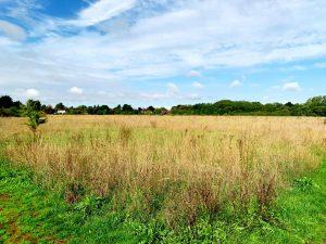 A wide open field with tall, dry grass under a partly cloudy sky. Trees and a few houses are visible in the distant background. The greenery contrasts with the dense foliage of the trees and blue sky above. This land at Staines, offered for sale by auction at Palace Auctions, holds future hope value for residential properties.
