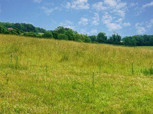 A wide field of tall grass with wildflowers, bordered by dense green trees and a few scattered houses on distant hills, near Guildford. The sky is bright blue with scattered white clouds. Plots of amenity land at Plot 235 Down Lane, GU3 1DQ available for sale by auction with Palace Auctions.