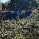 A sunlit clearing in a dense forest with a mix of tall grass and shrubs. Sun rays filter through the canopies of surrounding trees, casting dappled light on the wild vegetation below. Nearby, land at Bones Lane was sold by auction at Palace Auctions.