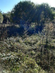 A sunlit clearing in a dense forest with a mix of tall grass and shrubs. Sun rays filter through the canopies of surrounding trees, casting dappled light on the wild vegetation below. Nearby, land at Bones Lane was sold by auction at Palace Auctions.