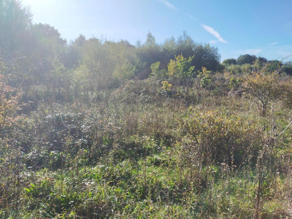 A sunny, open field with tall grass and various shrubs under a clear blue sky. Dense clusters of young trees and bushes are visible in the background, creating a lush, green landscape with a mix of light and shadows—a perfect scene for land at Bones Lane sold by auction at Palace Auctions.