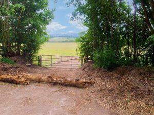 A dirt path through a wooded area in Guildford leads to a closed metal gate, beyond which lies a vast, open field under a blue sky with scattered clouds. Logs and wood mulch are on the ground near the gate. Tall trees and dense foliage frame Plot 235 Down Lane, GU3 1DQ available for sale by auction with Palace Auctions.