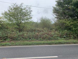 Property for sale by Auction A paved road runs alongside a dense, green thicket of trees and ferns near Plot 10, Ockley. The sky above is overcast, and a power line is visible crossing the upper part of the image. The greenery creates a lush, natural backdrop against the smooth, grey road adjacent to Stane Cottage. Presented by Palace Auctions
