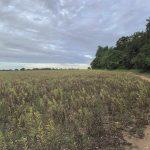 Property for sale by Auction A dirt path runs alongside a field of low, green plants under a cloudy sky. The path, located near Crampshaw Lane in Ashtead, Surrey, is bordered by dense green trees on the right, with the horizon lined with trees in the distance. Presented by Palace Auctions