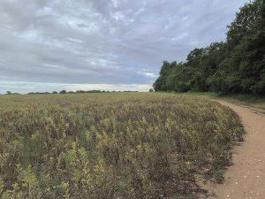 Property for sale by Auction A dirt path runs alongside a field of low, green plants under a cloudy sky. The path, located near Crampshaw Lane in Ashtead, Surrey, is bordered by dense green trees on the right, with the horizon lined with trees in the distance. Presented by Palace Auctions