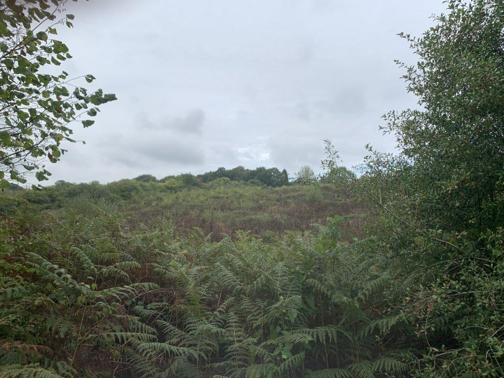 Property for sale by Auction A hilly landscape near Ockley, covered in lush green ferns and bushes under an overcast sky. Trees and dense foliage frame the scene on the left and right sides, while Stane Street meanders through, with the terrain sloping gently upward in the distance. Presented by Palace Auctions