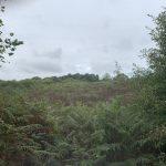 Property for sale by Auction A hilly landscape near Ockley, covered in lush green ferns and bushes under an overcast sky. Trees and dense foliage frame the scene on the left and right sides, while Stane Street meanders through, with the terrain sloping gently upward in the distance. Presented by Palace Auctions