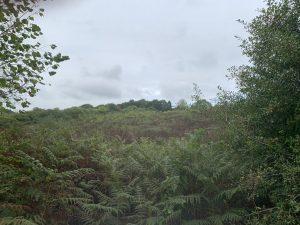 Property for sale by Auction A hilly landscape near Ockley, covered in lush green ferns and bushes under an overcast sky. Trees and dense foliage frame the scene on the left and right sides, while Stane Street meanders through, with the terrain sloping gently upward in the distance. Presented by Palace Auctions