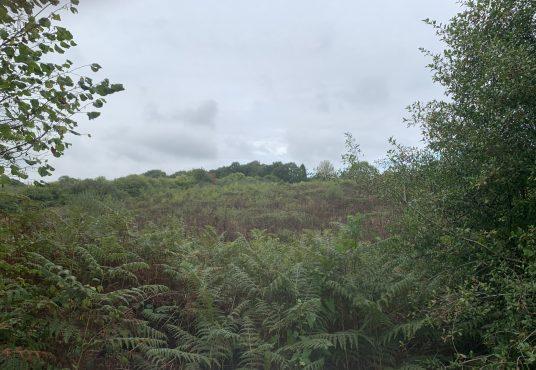 Property for sale by Auction A hilly landscape near Ockley, covered in lush green ferns and bushes under an overcast sky. Trees and dense foliage frame the scene on the left and right sides, while Stane Street meanders through, with the terrain sloping gently upward in the distance. Presented by Palace Auctions