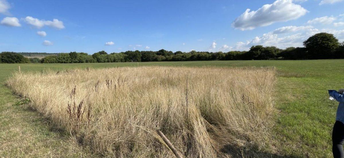 Property for sale by Auction A wide open field with a section of tall, dry grass in the foreground, bordered by lush green grass. A person partially visible on the right is holding a tool. The background features trees on the horizon under a clear blue sky with some scattered clouds at Plots of land at 435 Chevening Road, Sevenoaks. Presented by Palace Auctions