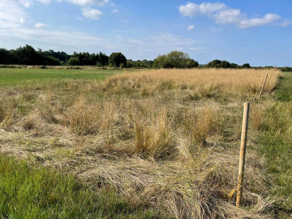 Property for sale by Auction A grassy field with patches of tall, dry grass and green areas under a blue sky with scattered clouds. A wooden fence runs diagonally across the image, and trees are visible in the background. The landscape at plots of land at 435 Chevening Road, Sevenoaks, TN13 2SA appears natural and open. Presented by Palace Auctions