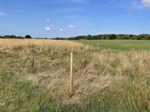 Property for sale by Auction A landscape image showing a field with dry, tall grass in the foreground and greener, shorter grass towards the background. A single wooden post stands in the center of the field on 435 Chevening Road, Sevenoaks. In the distance, there is a line of trees under a blue sky with few clouds. Presented by Palace Auctions
