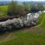 Aerial view of a serene 4-acre landscape sold by Palace Auctions, featuring a winding river flanked by flowering bushes and lush green fields. Leafless trees dot the area, and a narrow dirt path runs along one side of the river, offering a peaceful and picturesque scene.