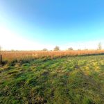 A wide, grassy field with patches of green and brown grass under a clear blue sky; this parcel of land available for sale at Tilbrook near Huntingdon features the sun casting long shadows and trees scattered sparsely in the distance. The horizon line is distinct, separating the ground from the vast expanse of the sky.