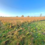 A parcel of land available for sale at Tilbrook near Huntingdon features a vast open field with tall golden grasses alongside a path of short green grass under a clear blue sky. Trees are scattered in the distance, marking the horizon. Abundant sunlight creates a serene and peaceful atmosphere.