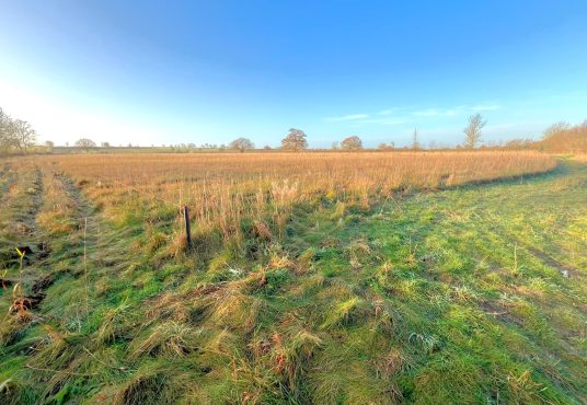 A parcel of land available for sale at Tilbrook near Huntingdon features a vast open field with tall golden grasses alongside a path of short green grass under a clear blue sky. Trees are scattered in the distance, marking the horizon. Abundant sunlight creates a serene and peaceful atmosphere.