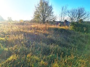 A sunlit field covered in tall grass and wild vegetation, with autumn-colored trees in the background. The sky is clear, and there is a hint of sunrise or sunset light casting warm hues over the scene. Houses with chimneys are partially visible in the distance, near the development site land for sale by auction.