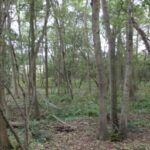Property for sale by Auction A forest scene with numerous tall, thin trees with sparse foliage, allowing sunlight to filter through. The forest floor is covered with fallen branches, leaves, and green undergrowth. The background shows a clearing with more trees visible in the distance. Presented by Palace Auctions