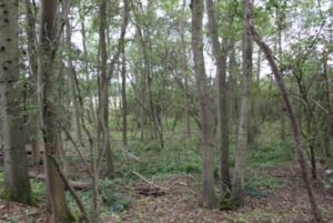 Property for sale by Auction A forest scene with numerous tall, thin trees with sparse foliage, allowing sunlight to filter through. The forest floor is covered with fallen branches, leaves, and green undergrowth. The background shows a clearing with more trees visible in the distance. Presented by Palace Auctions