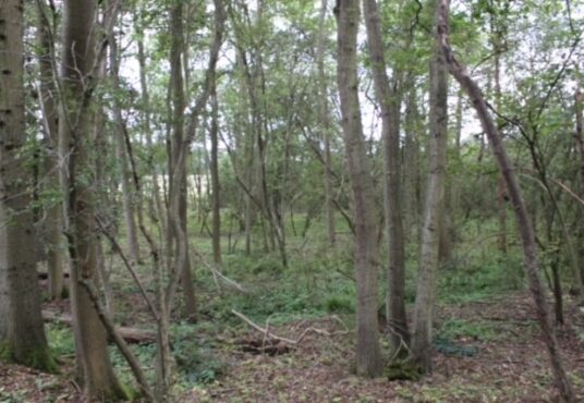 Property for sale by Auction A forest scene with numerous tall, thin trees with sparse foliage, allowing sunlight to filter through. The forest floor is covered with fallen branches, leaves, and green undergrowth. The background shows a clearing with more trees visible in the distance. Presented by Palace Auctions