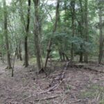 Property for sale by Auction Dense, green forest with an assortment of tall and thin trees. The forest floor is covered with fallen branches, leaf litter, and scattered patches of grass. Sunlight filters through the foliage, casting dappled shadows on the ground. Presented by Palace Auctions