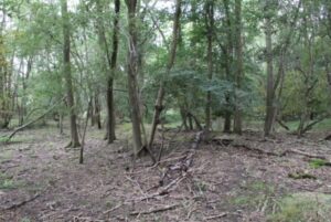 Property for sale by Auction Dense, green forest with an assortment of tall and thin trees. The forest floor is covered with fallen branches, leaf litter, and scattered patches of grass. Sunlight filters through the foliage, casting dappled shadows on the ground. Presented by Palace Auctions