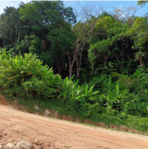 A dirt road bordered by dense green trees and vegetation, with tall leafy plants on the left. The sky is clear blue, visible above the tree line. The vegetation includes tropical plants and lush greenery, suggesting a location in a tropical or subtropical region.