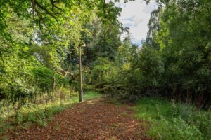 Property for sale A fallen tree blocks a leaf-covered path in a lush, green forest near a historic Scottish manor house for sale. A single streetlamp stands by the tree as sunlight filters through the dense foliage. Presented by Palace Auctions