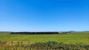 Property for sale A wide, grassy field bordered by a wooden fence and shrubs, with a cluster of trees in the distance under a clear, bright blue sky. Low hills are visible on the horizon—prime land for sale in Bolventor Bodmin Cornwall. Presented by Palace Auctions