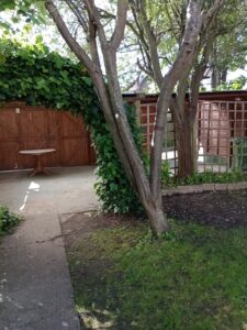 Property for sale A tree stands on a patch of grass next to a paved path leading to wooden garden sheds and a small white table, surrounded by leafy vines and greenery under dappled sunlight. Presented by Palace Auctions