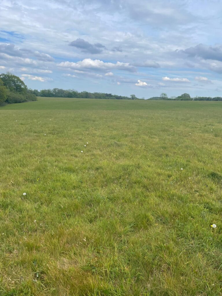 Property for sale A wide, open grassy field under a partly cloudy sky, with some trees in the distance along the horizon and scattered dandelions in the grass—an ideal setting for client-focused auctioneers hosting a Palace Auctions Bank Holiday event. Presented by Palace Auctions